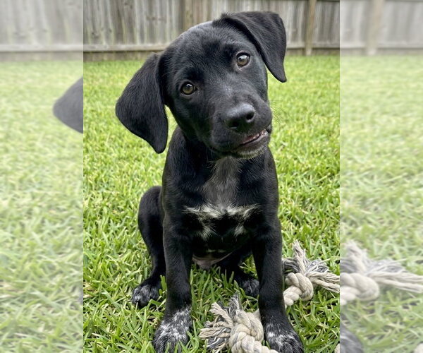 Medium Photo #3 Labrador Retriever-Unknown Mix Puppy For Sale in Grovertown, IN, USA