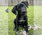Small #2 Labrador Retriever Mix