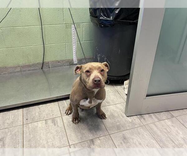Medium Photo #1 American Pit Bull Terrier-Unknown Mix Puppy For Sale in Grand Prairie, TX, USA