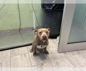 American Pit Bull Terrier-Unknown Mix Dogs for adoption in Grand Prairie, TX, USA