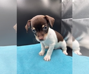 Jack Chi Puppy for Sale in SAINT AUGUSTINE, Florida USA
