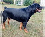 Small Photo #5 Rottweiler Puppy For Sale in ESTILL SPRINGS, TN, USA