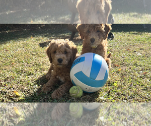 Double Doodle Puppy for sale in ROCKVILLE, MD, USA