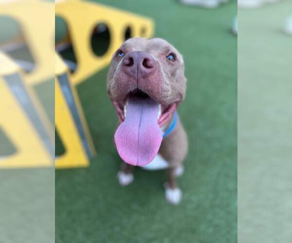 Medium Photo #19 American Staffordshire Terrier Puppy For Sale in Rosenberg, TX, USA