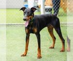 Small #1 Doberman Pinscher