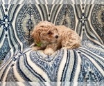 Small Photo #17 Bichpoo Puppy For Sale in LAKELAND, FL, USA