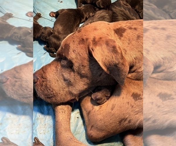 Medium Photo #1 Great Dane Puppy For Sale in DALLAS CITY, IL, USA