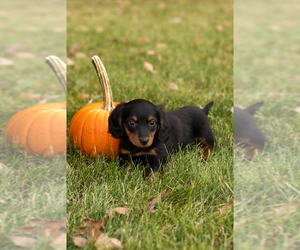 Dachshund Puppy for sale in MILFORD, IN, USA