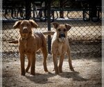 Small Photo #13 Golden Shepherd Puppy For Sale in Laramie, WY, USA