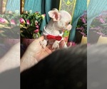 Small #7 Chihuahua