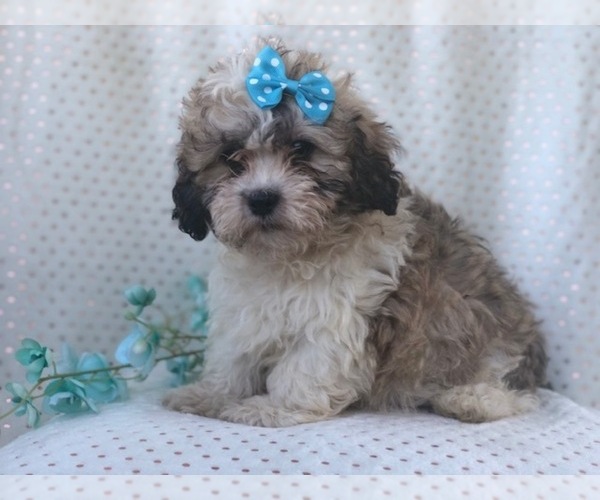 Medium Photo #8 Zuchon Puppy For Sale in LAKELAND, FL, USA