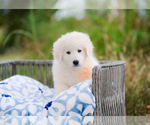 Small Photo #2 Maremma Sheepdog Puppy For Sale in CONWAY, MO, USA