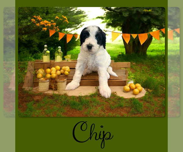 Medium Photo #4 Bernedoodle Puppy For Sale in MENIFEE, CA, USA