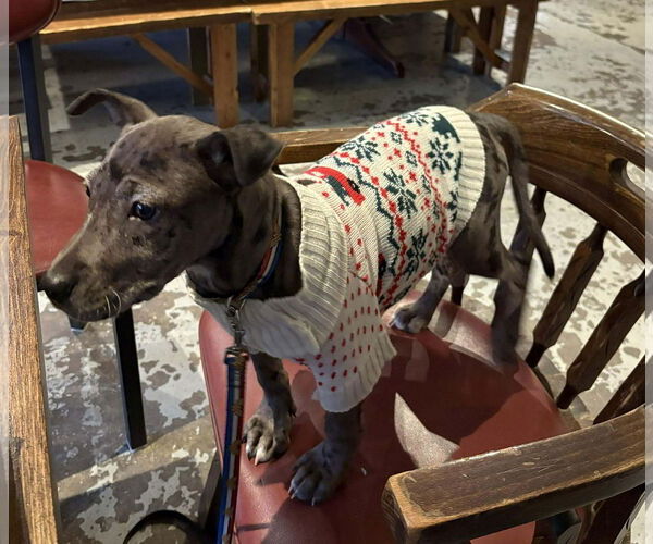 Medium Photo #6 American Pit Bull Terrier-Great Dane Mix Puppy For Sale in Huntersville, NC, USA