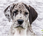 Small Photo #68 Great Dane Puppy For Sale in WAKARUSA, IN, USA