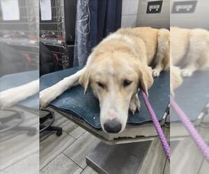 Great Pyrenees-Unknown Mix Dogs for adoption in Mobile, AL, USA