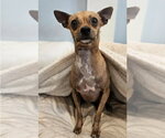 Small #3 Chihuahua