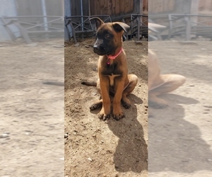 Belgian Malinois Puppy for sale in RENO, NV, USA