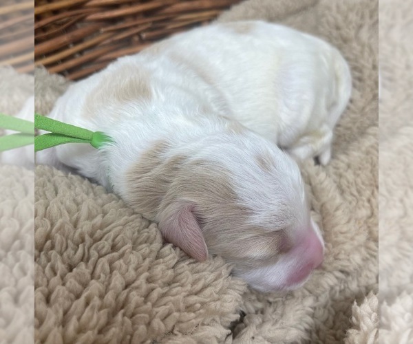 Medium Photo #4 Goldendoodle Puppy For Sale in PIERSON, FL, USA