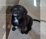 Small Photo #2 Labrador Retriever-Unknown Mix Puppy For Sale in Meridian, MS, USA