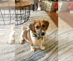 Small #2 Beagle Mix