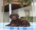 Small Photo #5 Labradoodle-Poodle (Miniature) Mix Puppy For Sale in BIRD IN HAND, PA, USA