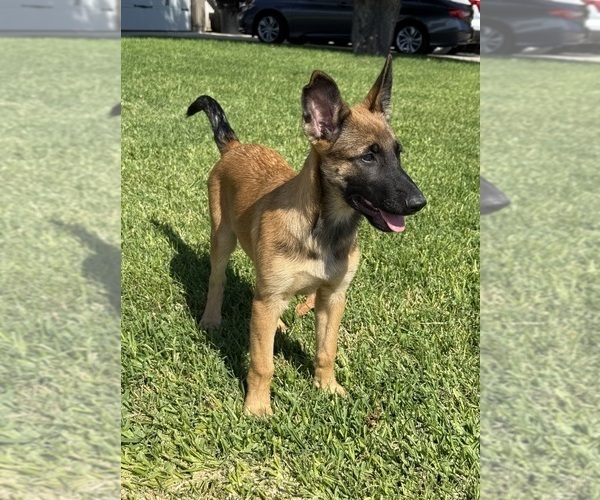 Medium Photo #5 Belgian Malinois Puppy For Sale in SHERMAN OAKS, CA, USA