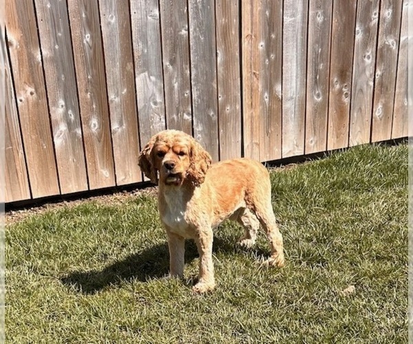 Medium Photo #1 Cocker Spaniel Puppy For Sale in MIDDLEBURY, IN, USA
