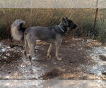 Small #13 German Shepherd Dog Mix