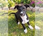 Rocky - Male Mutt Dog for Adoption - Small photo