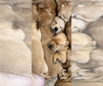 Puppy Puppy 3 Labrador Retriever