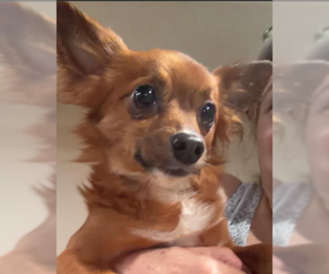 Lorax in TX - Male Chihuahua-Unknown Mix Dog for Adoption - Photo #4