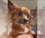 Small Photo #4 Chihuahua-Unknown Mix Puppy For Sale in Cranston, RI, USA