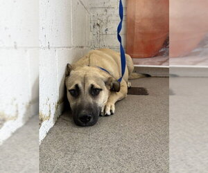 German Shepherd Dog-Unknown Mix Dogs for adoption in San Bernardino, CA, USA