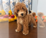Havapoo puppies - Male Havapoo Puppy for Sale - Photo #37