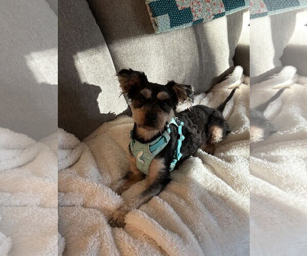 Medium Photo #3 - Mix Puppy For Sale in Lenoir, NC, USA