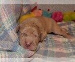 Small Photo #84 Great Dane Puppy For Sale in SPRAGGS, PA, USA