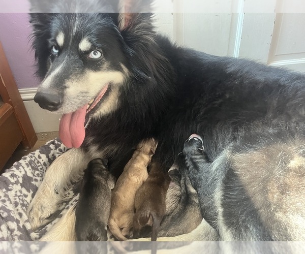 Medium Photo #1 Alaskan Husky Puppy For Sale in EXETER, RI, USA