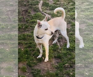 Toby - Male Shiba Inu-Unknown Mix Dog for Adoption - Photo #5