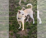 Small #4 Shiba Inu Mix