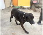Small #12 Labrador Retriever Mix