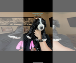 Small #3 Bernedoodle