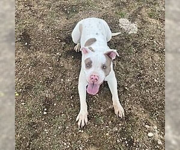 Medium Photo #2 American Staffordshire Terrier Puppy For Sale in Denton, TX, USA