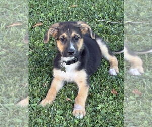 Medium German Shepherd Dog Mix
