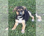 Small German Shepherd Dog Mix