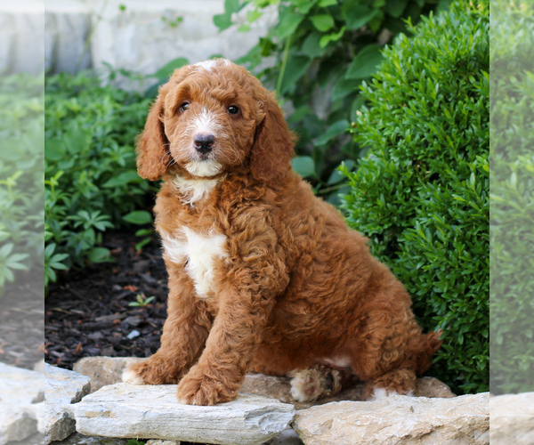 Medium Photo #5 Goldendoodle (Miniature) Puppy For Sale in LITITZ, PA, USA