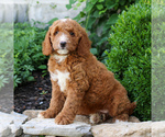 Small #4 Goldendoodle (Miniature)