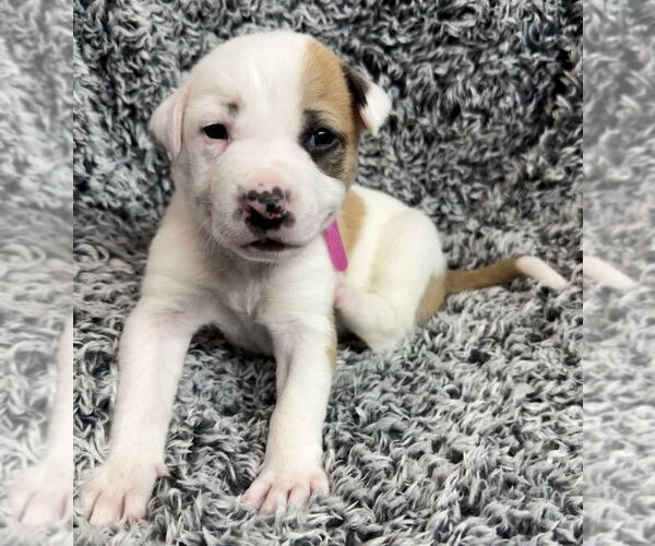Medium Photo #2 American Pit Bull Terrier-Australian Shepherd Mix Puppy For Sale in OKLAHOMA CITY, OK, USA