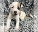 Small #1 American Pit Bull Terrier-Australian Shepherd Mix