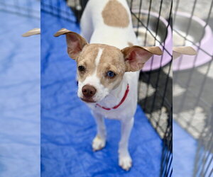 Chihuahua-Unknown Mix Dogs for adoption in Wakefield, RI, USA